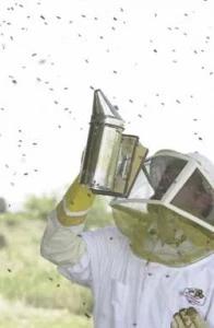 Bee keeper smoking out a bee hive