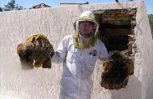 Catalina Bee Removal employee holding removed comb